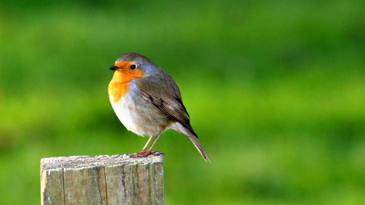 Bird Desktop Wallpapers