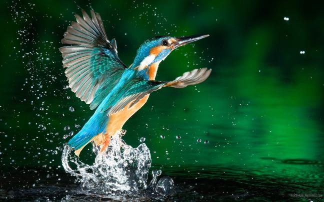 Bird Desktop Wallpaper (64+ images)