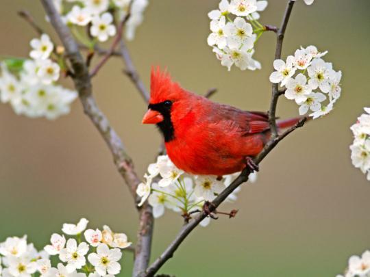 Animals Zoo Park: Beautiful Birds Desktop Free Wallpapers