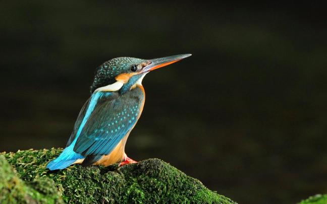 Birds Wallpapers