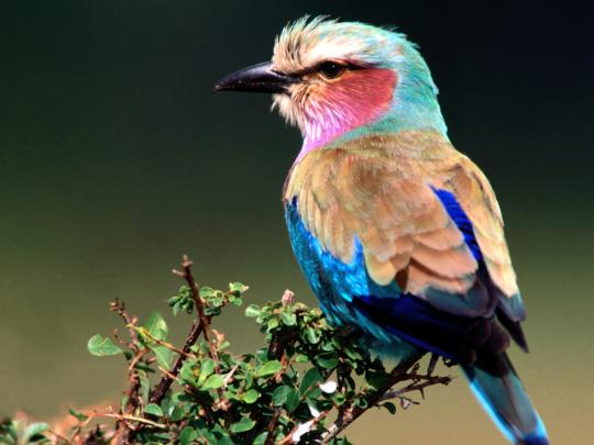 Unique Animals blogs: 8 Beautiful Birds Free Wallpapers for Desktop