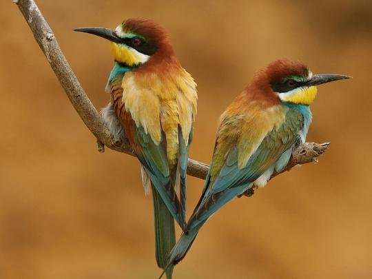 wallpapers: Birds Desktop Wallpapers
