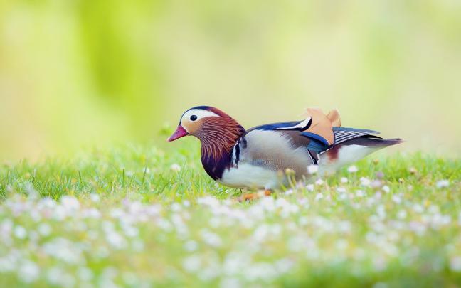 Birds Desktop Wallpaper \u00b7\u2460 