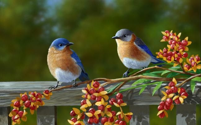Birds Desktop Wallpaper \u00b7\u2460 