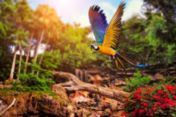 animals, Parrot, Birds Wallpapers HD \/ Desktop and Mobile Backgrounds