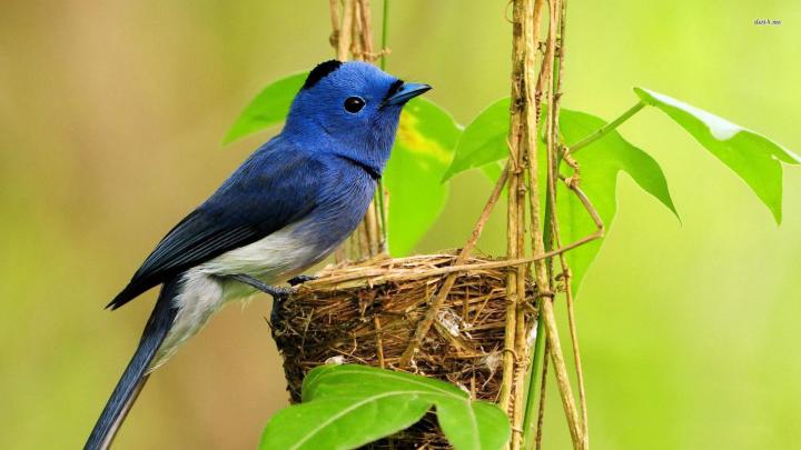 Blue Bird Wallpapers