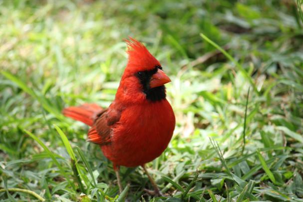 Cardinal Bird Wallpapers