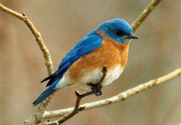 Blue Bird Wallpapers