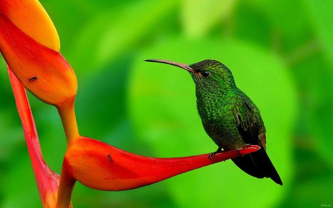 Free Hummingbird Wallpapers