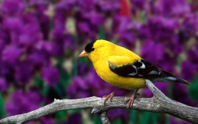 Bird Wallpapers HD