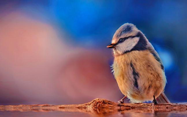 bird wallpaper tiny - HD Desktop Wallpapers