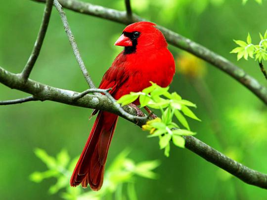 Birds Desktop Wallpaper \u00b7\u2460 