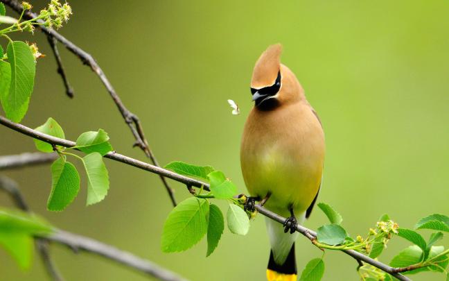 Bird wallpaper \u00b7\u2460 Download free cool High Resolution backgrounds for 