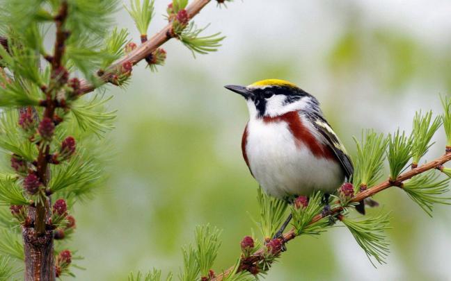 Birds Desktop Wallpapers