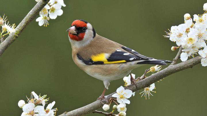 Birds Backgrounds free download