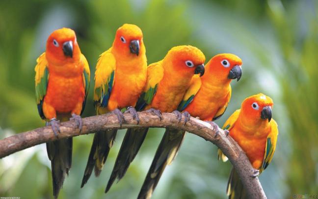 Birds Wallpapers