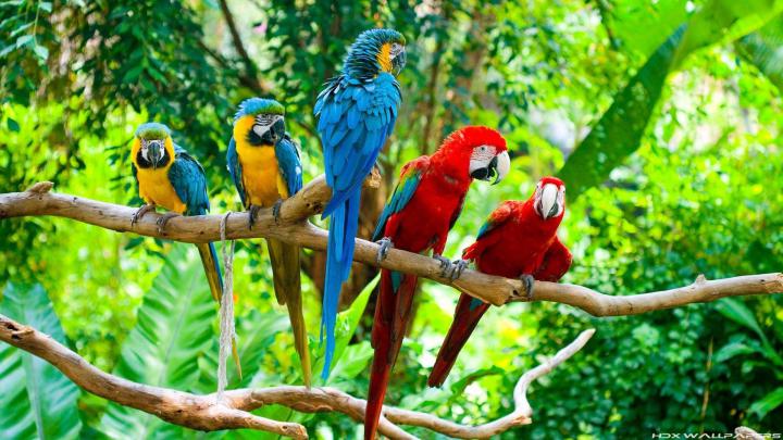 Tropical Birds Wallpapers
