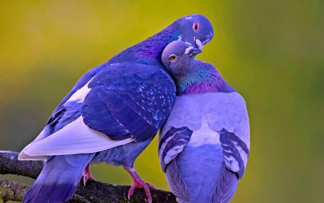 Lovely Birds Wallpaper \u00b7\u2460 