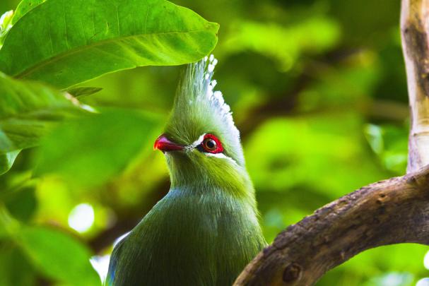 photography, Animals, Birds Wallpapers HD \/ Desktop and Mobile Backgrounds