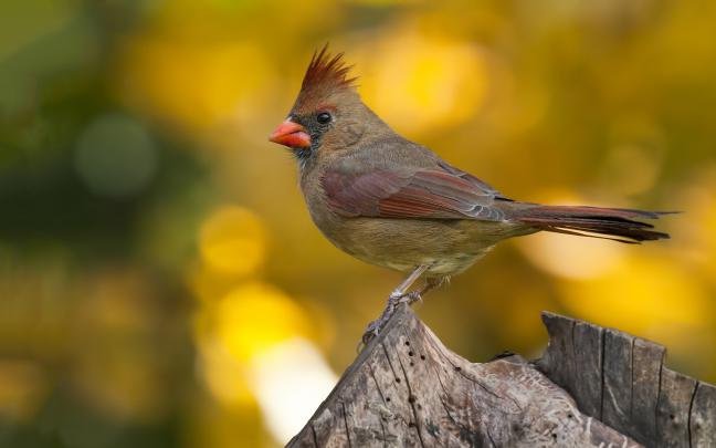 wallpaper birds hd - HD Desktop Wallpapers