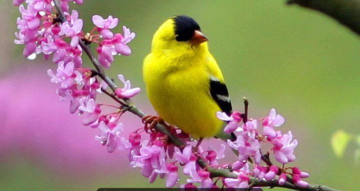 Birds Desktop Wallpapers (67+ background pictures)