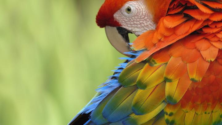 birds parrot wallpaper - HD Desktop Wallpapers
