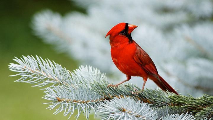 Birds Wallpapers