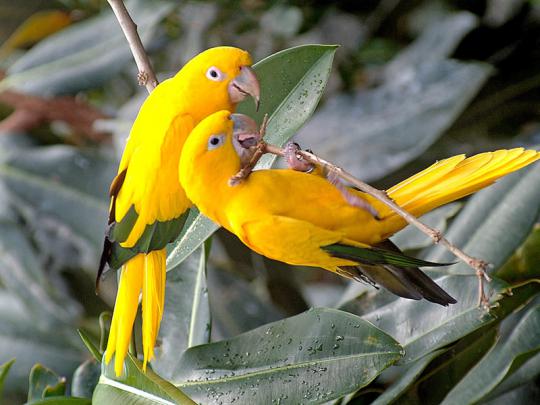 Animals Zoo Park: Beautiful Birds Desktop Free Wallpapers