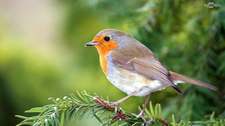 Birds Desktop Wallpaper \u00b7\u2460 