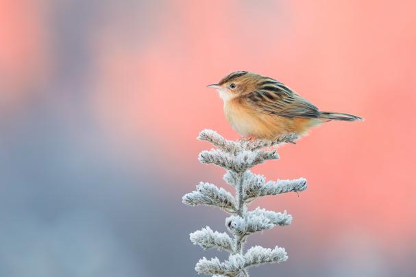 Cute Little Bird, HD Birds, 4k Wallpapers, Images, Backgrounds, Photos 