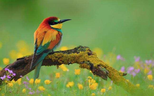 Spring Bird Desktop Wallpaper (81+ images)