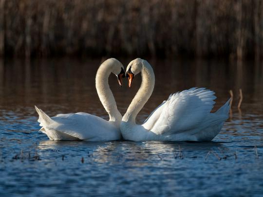 wallpapers: Birds Desktop Wallpapers