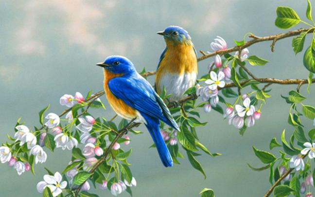 Desktop Backgrounds Birds