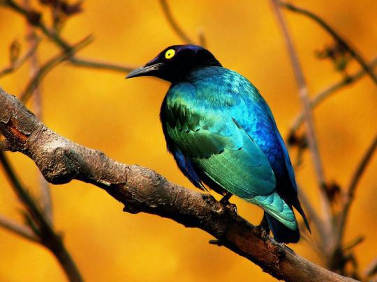 Animals Zoo Park: 12 Beautiful Birds Desktop Wallpapers Free