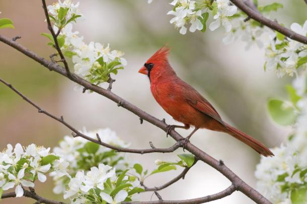 Cardinal Bird Wallpapers
