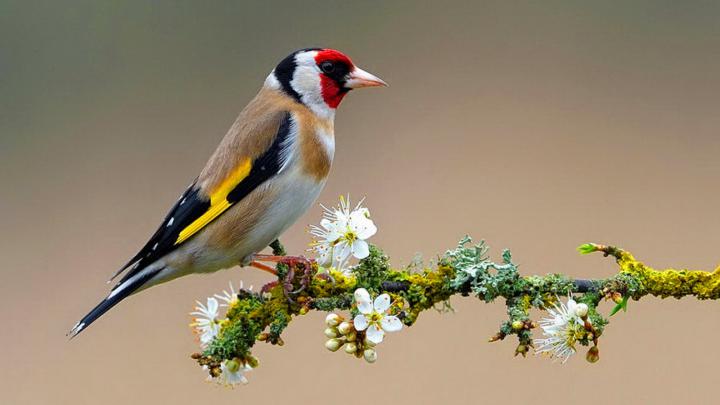 Beautiful Birds HD Wallpapers | Desktop Wallpaper Backgrounds