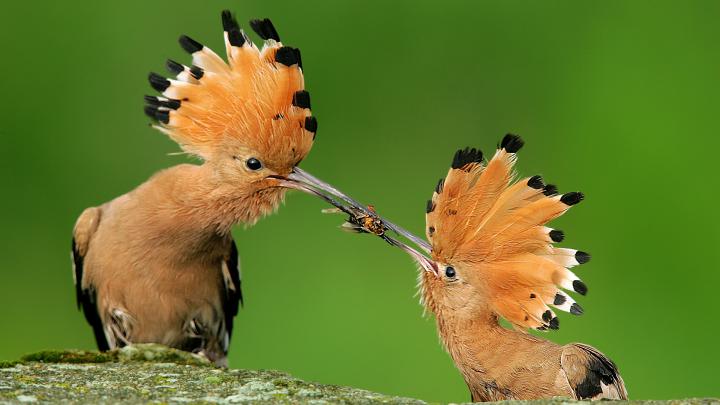 Birds Wallpapers
