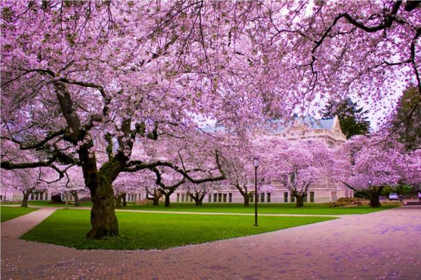 Desktop Cherry Blossom Wallpaper