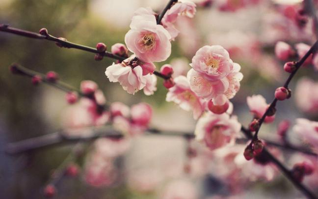 Cherry Blossom Desktop Backgrounds