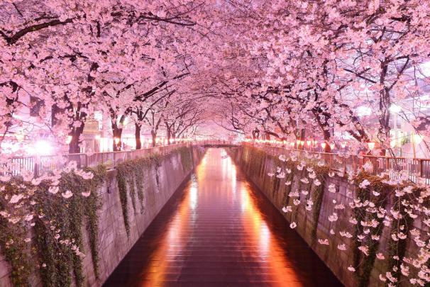 Cherry Blossom Desktop Wallpapers - Top Free Cherry Blossom Desktop 