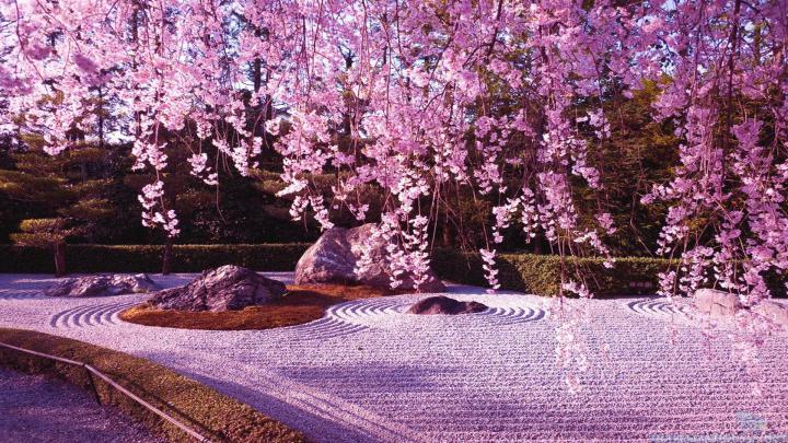 Cherry Blossom Desktop Wallpapers