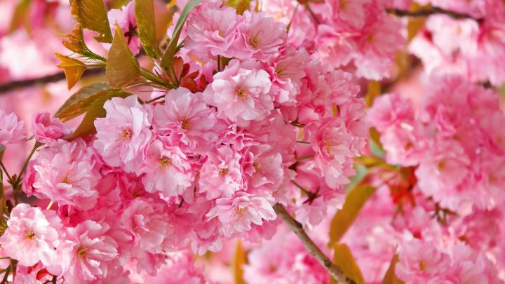 Cherry Blossom Desktop Wallpaper (80+ images)