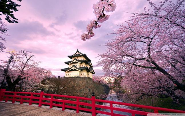 Cherry Blossom Desktop Wallpaper \u00b7\u2460 