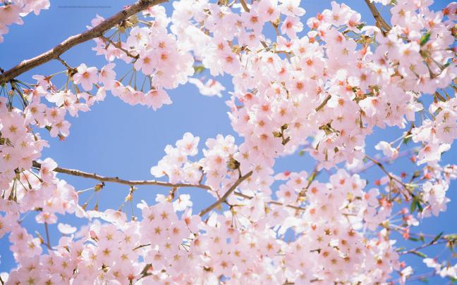Beautiful Wallpapers for Desktop: Cherry Blossom wallpapers hd