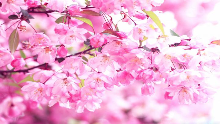 Cherry Blossom Wallpaper HD