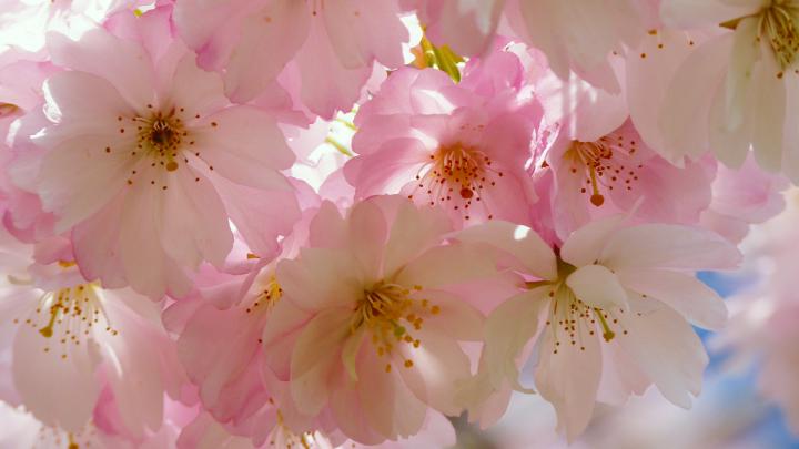 Cherry Blossom Desktop Wallpaper (80+ images)