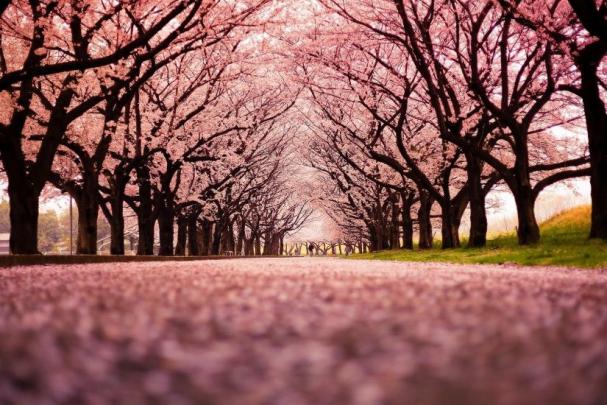 Cherry Blossom Desktop Wallpaper \u00b7\u2460 