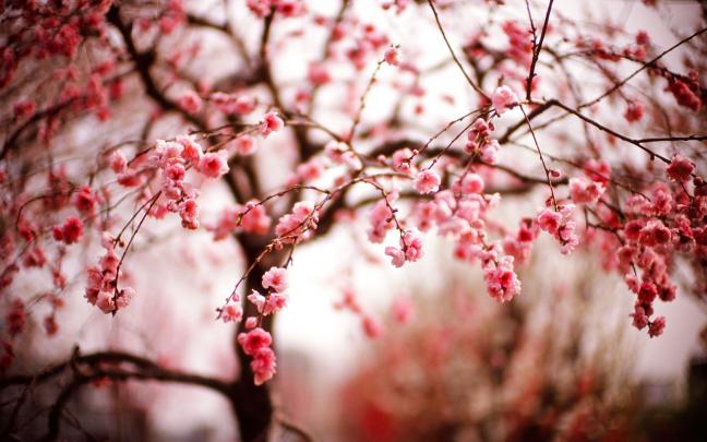 Cherry Blossom Wallpaper HD