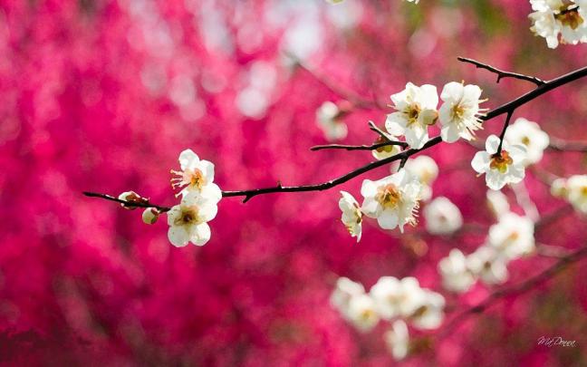 Cherry Blossom Wallpapers