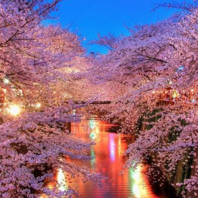 10 Best Cherry Blossom Wallpaper Desktop FULL HD 1920\u00d71080 For PC 